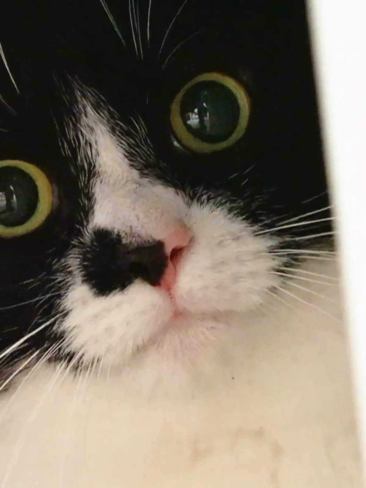 Bild zu: "Hat Honey ihren Besitzer ausgesperrt?"