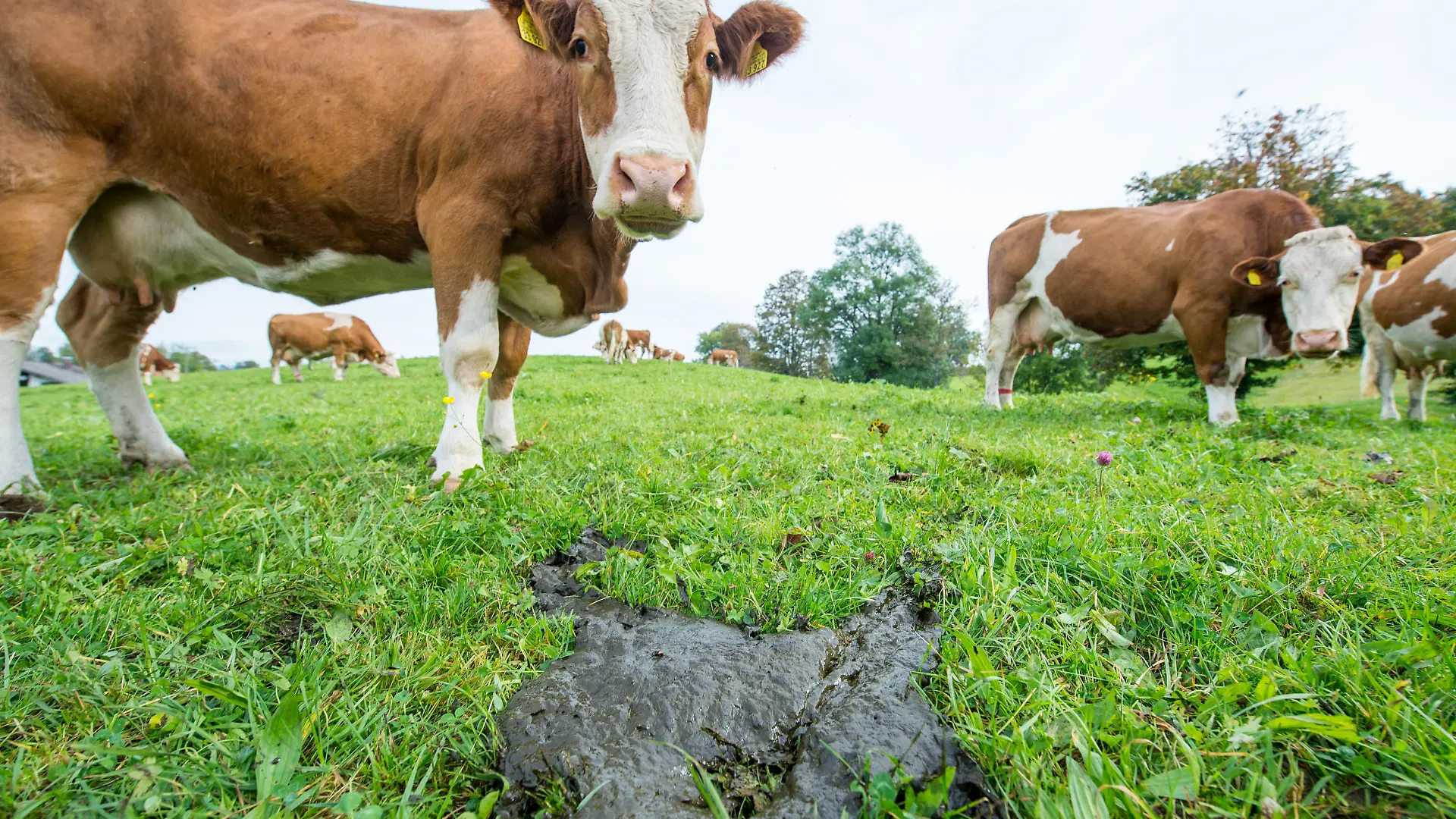 Mehrere Kühe stehen am 08.10.2014 in Gmund am Tegernsee (Bayern) hinter einem Kuhfladen auf der Weide. Nach EU-Plänen soll künftig für Flächen mit einer Hangneigung von mehr als 15 Prozent ein generelles Düngeverbot gelten. Foto: Marc Müller/dpa | Verwendung weltweit