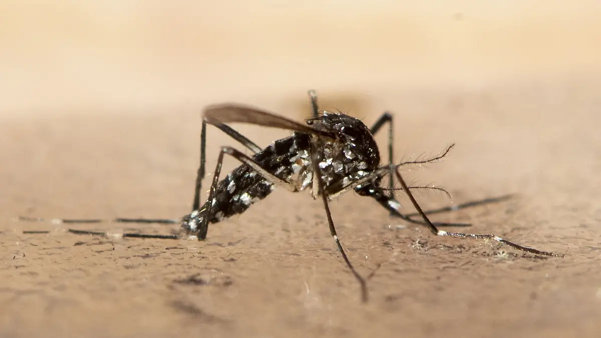 Unweit der deutschen Grenze im Elsass ist eine lokale Infektion mit dem Chikungunya-Virus entdeckt worden (Archivbild).