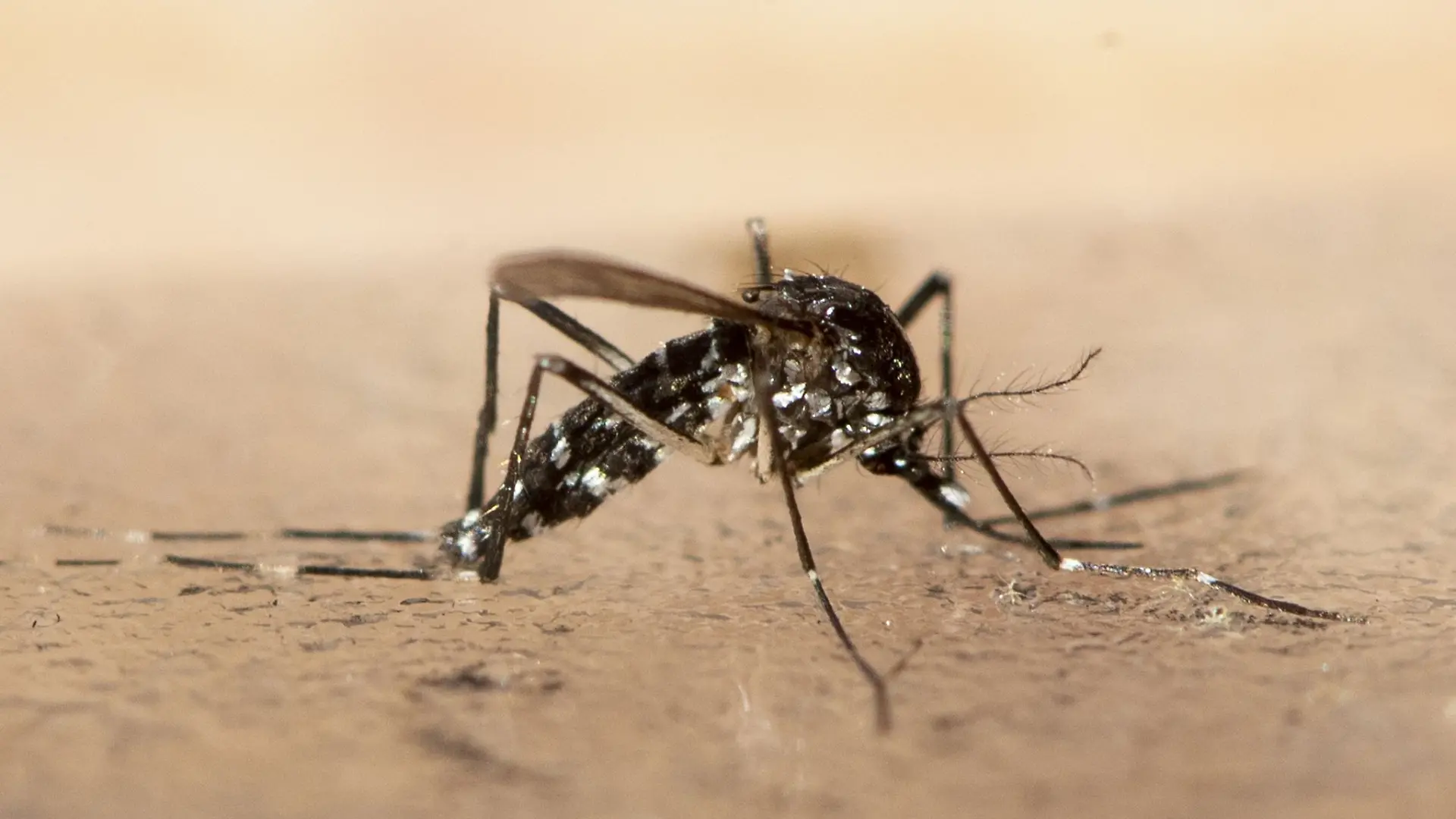 Unweit der deutschen Grenze im Elsass ist eine lokale Infektion mit dem Chikungunya-Virus entdeckt worden (Archivbild).