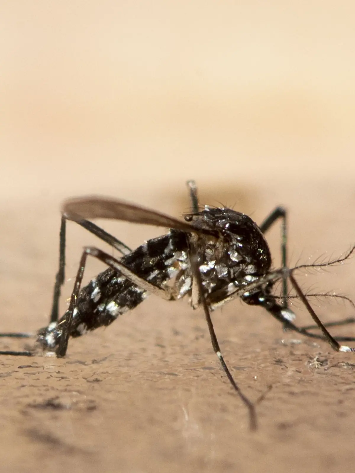Bild zu: "Weltweite Epidemie möglich! WHO warnt vor Chikungunya-Virus"