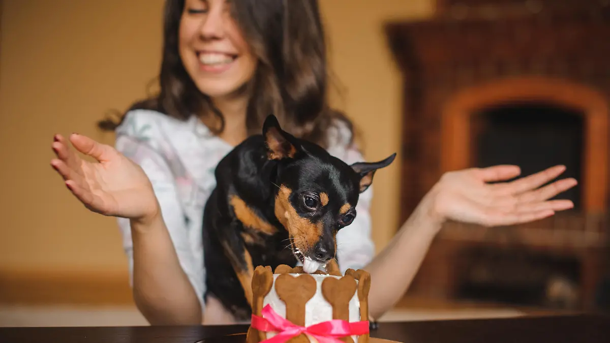woman and toy terrier with dog cake infront on a birthday party