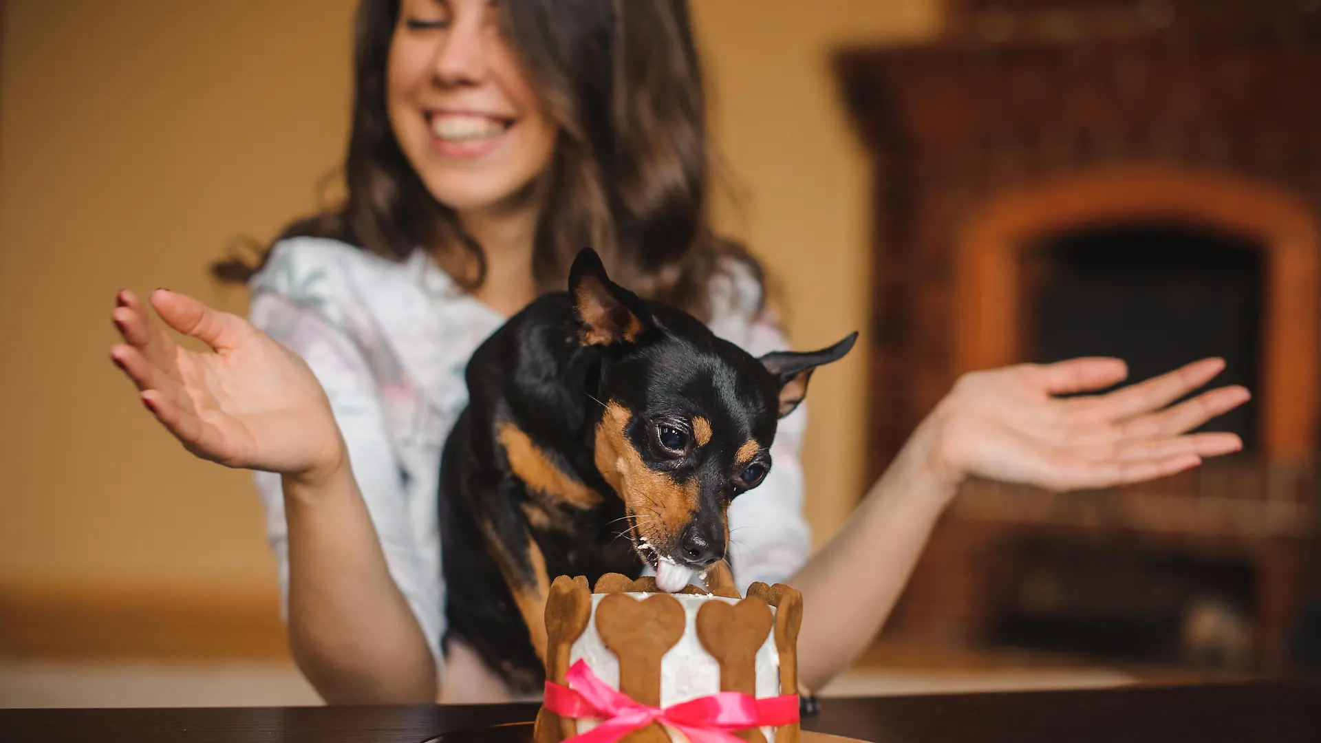 woman and toy terrier with dog cake infront on a birthday party