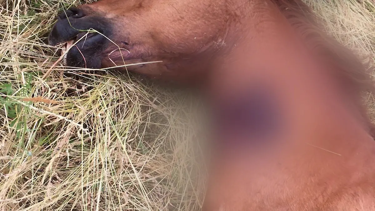Fresco wird am Hals getroffen. Das Pferd verblutet und stirbt auf der Koppel in Niedersachsen.