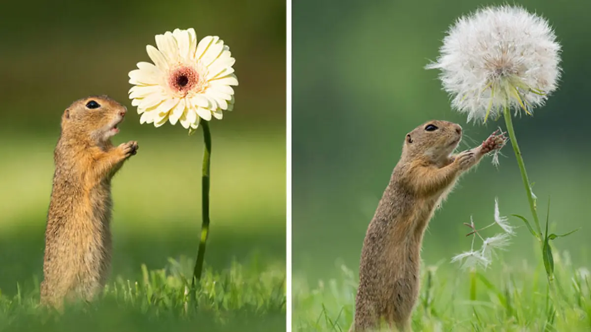 Ziesel auf einer Wiener Wiese