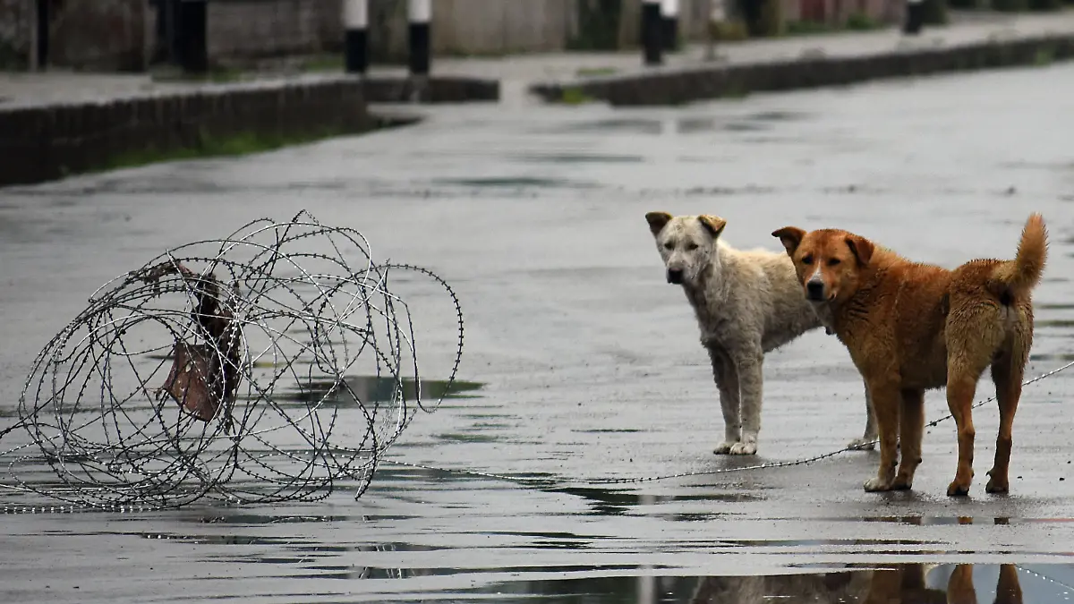 SRINAGAR, KASHMIR, INDIA - MAY 31: Stray dogs are seen on the main road in commercial hub of Srinagar, Kashmir on May 31, 2020. India authorities extended the lockdown in containment zones till June 30 and said all economic activities can restart in a phased manner outside those zones.However, the revised timings of the curfew will be from 9 pm to 5 am. Faisal Khan / Anadolu Agency