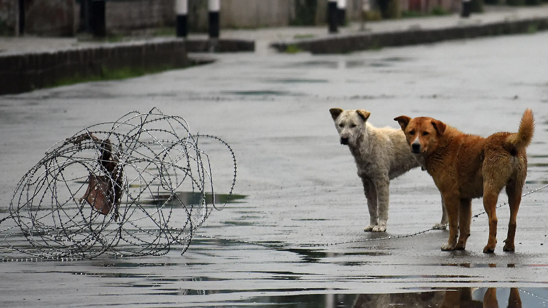 SRINAGAR, KASHMIR, INDIA - MAY 31: Stray dogs are seen on the main road in commercial hub of Srinagar, Kashmir on May 31, 2020. India authorities extended the lockdown in containment zones till June 30 and said all economic activities can restart in a phased manner outside those zones.However, the revised timings of the curfew will be from 9 pm to 5 am. Faisal Khan / Anadolu Agency
