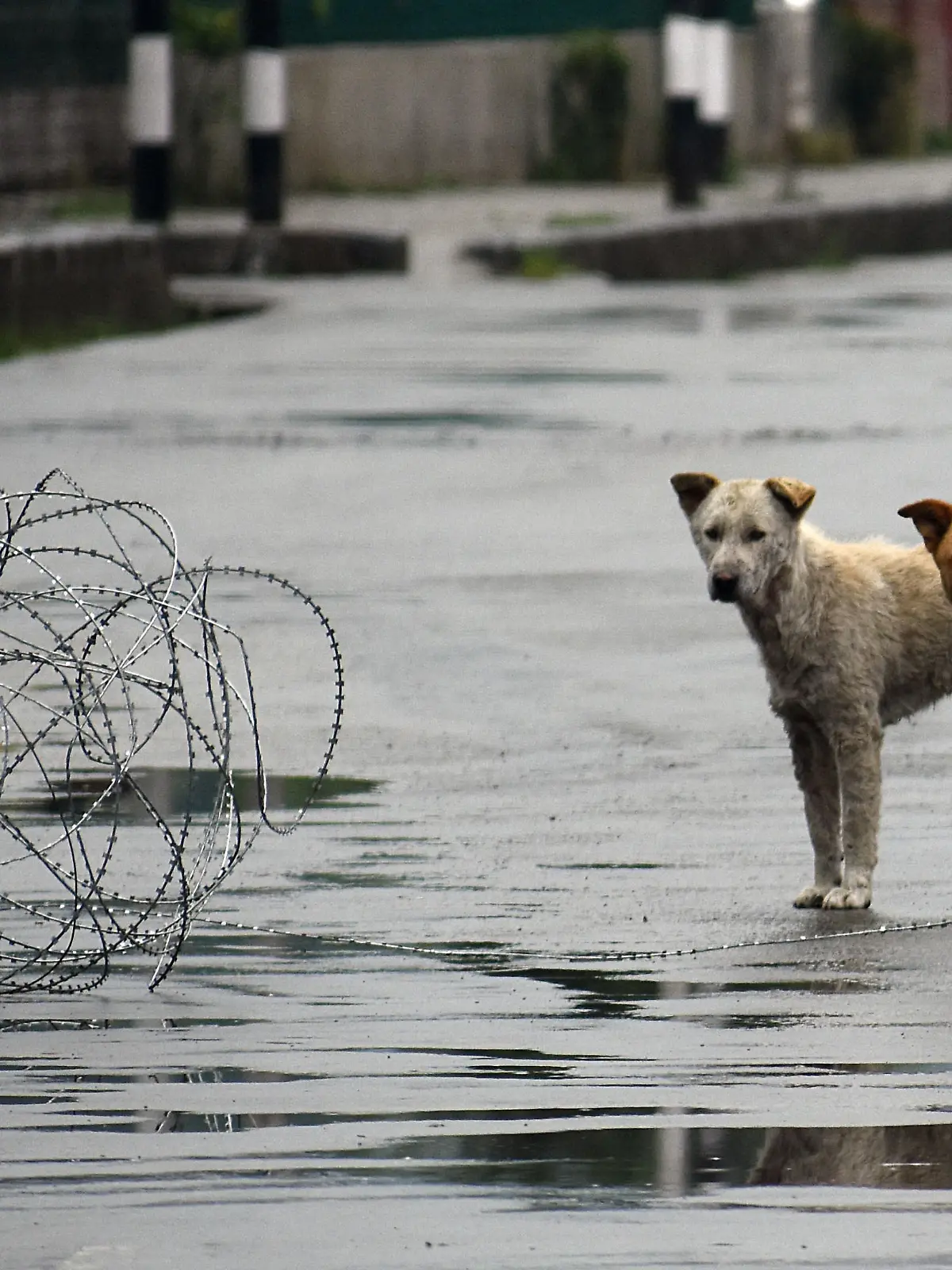 SRINAGAR, KASHMIR, INDIA - MAY 31: Stray dogs are seen on the main road in commercial hub of Srinagar, Kashmir on May 31, 2020. India authorities extended the lockdown in containment zones till June 30 and said all economic activities can restart in a phased manner outside those zones.However, the revised timings of the curfew will be from 9 pm to 5 am. Faisal Khan / Anadolu Agency