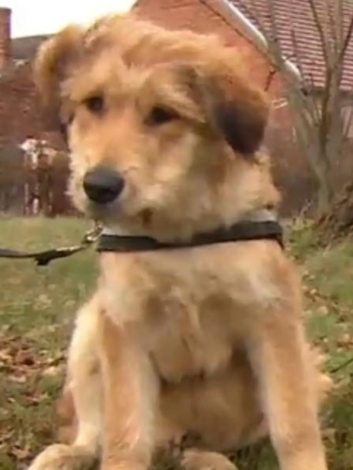 Hundewelpe Olaf-Pepe wurde einfach ausgesetzt und das auch noch direkt neben einer Mülltonne. Zum Glück wurde der Golden Retriever gefunden und zum Tierschutzverein Luckau und Umgebung e.V. gebracht.  Jetzt sucht der Vierbeiner ein liebevolles neues Zuhause. Einen ersten Eindruck von Olaf-Pepe bekommen Sie im Video.