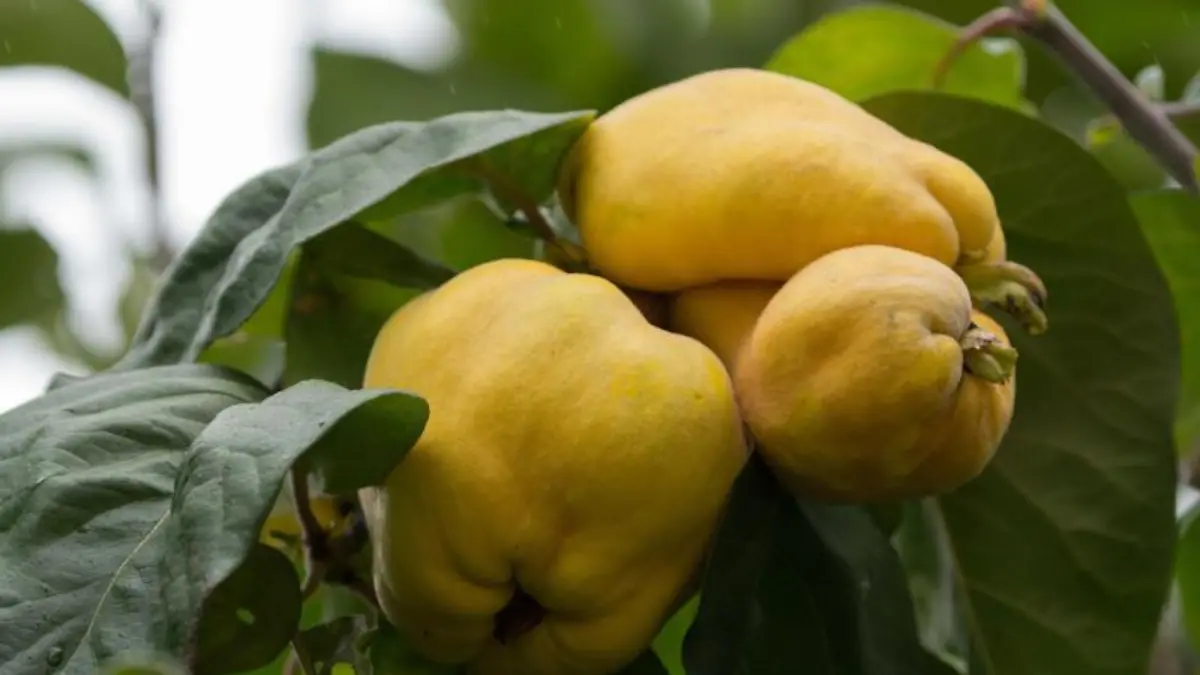 Unterscheidung anhand der Fruchtform