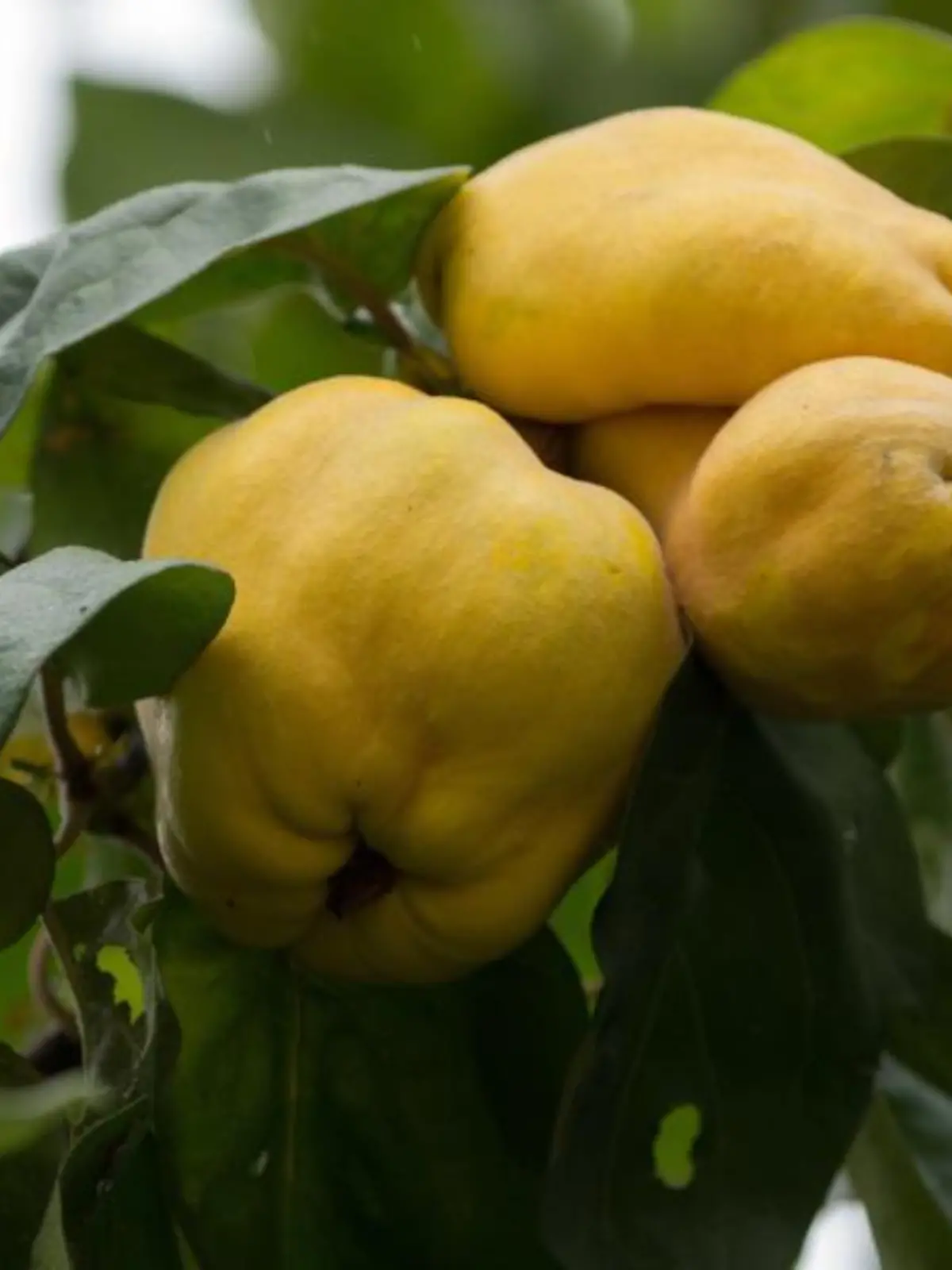 Unterscheidung anhand der Fruchtform