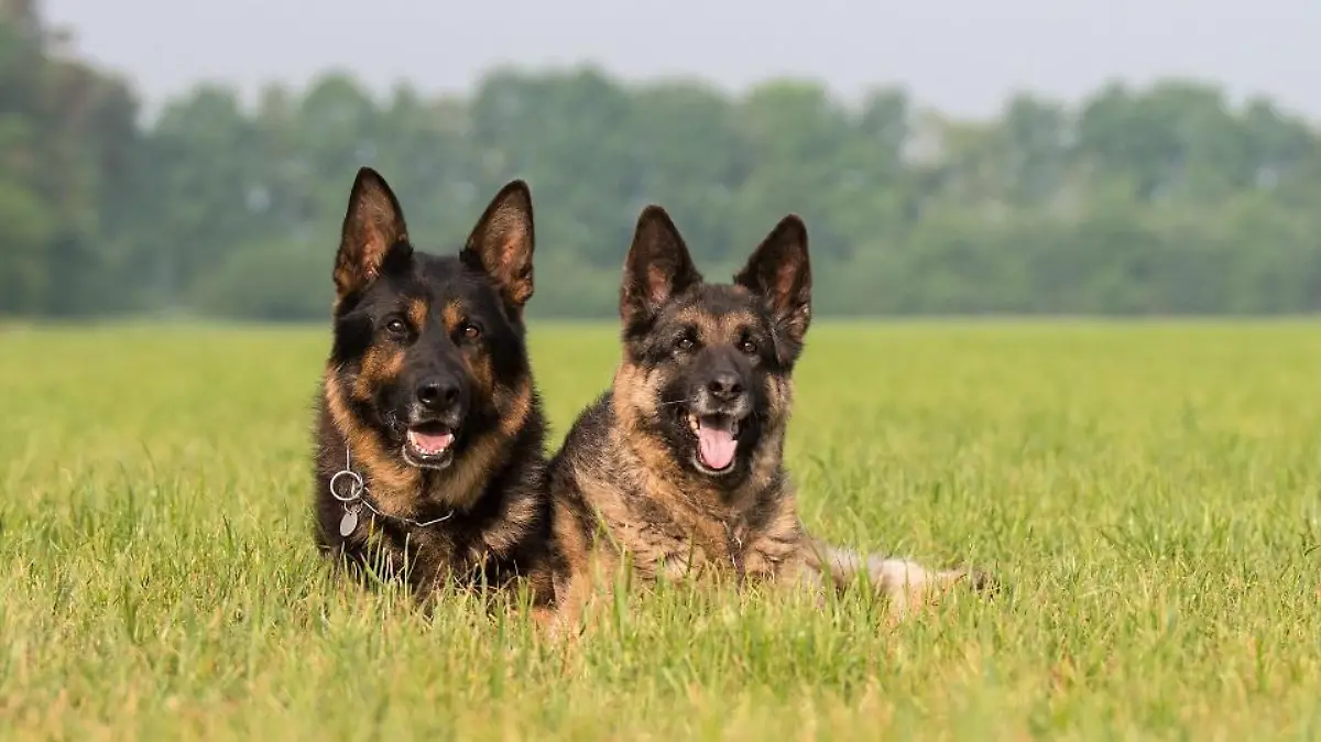 deutscher schäferhund Bildverwendung nur mit Urhebervermerk: gebut/Shotshop/picture alliance. Keine Exlusivverkäufe möglich.