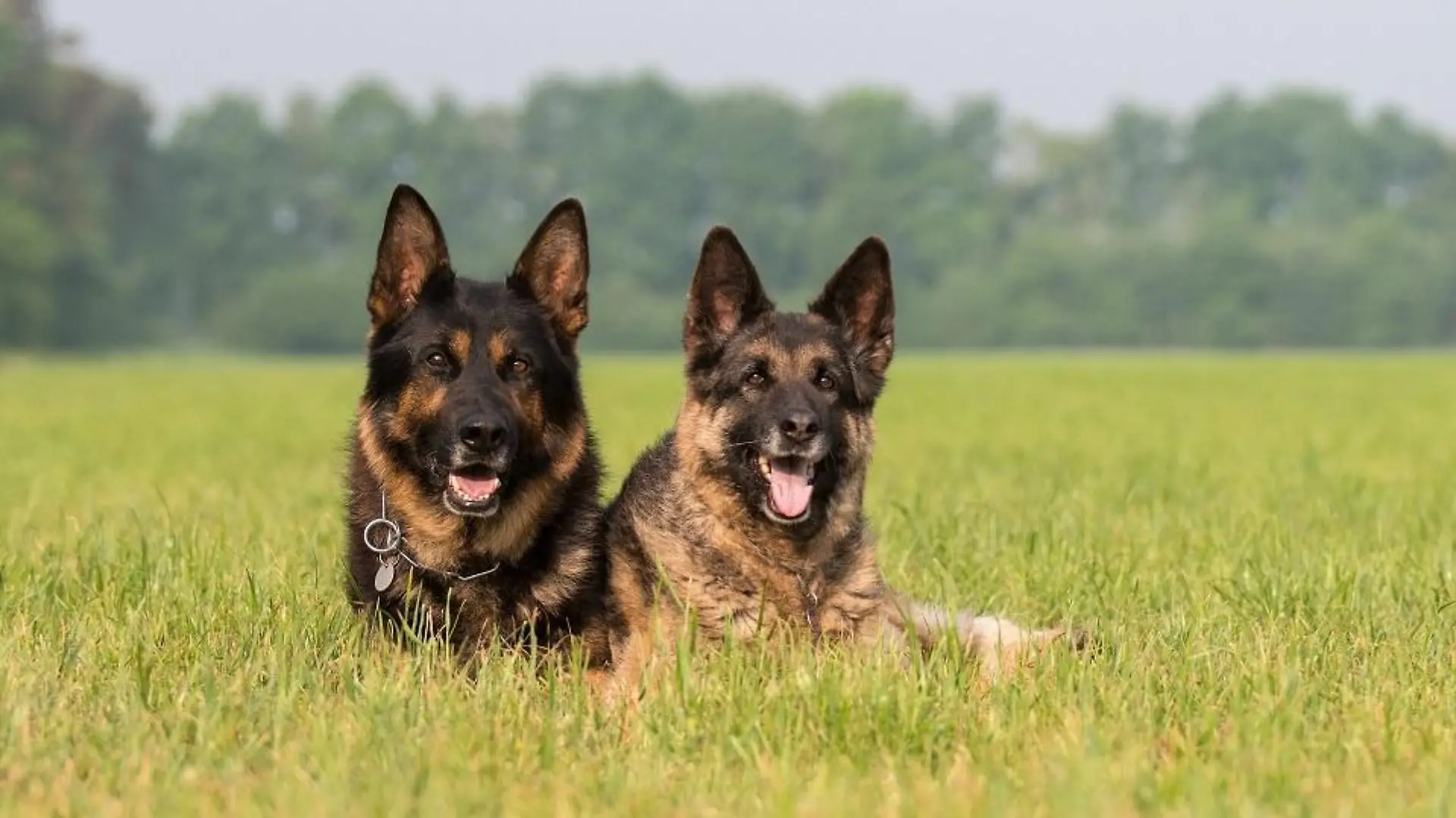 deutscher schäferhund Bildverwendung nur mit Urhebervermerk: gebut/Shotshop/picture alliance. Keine Exlusivverkäufe möglich.