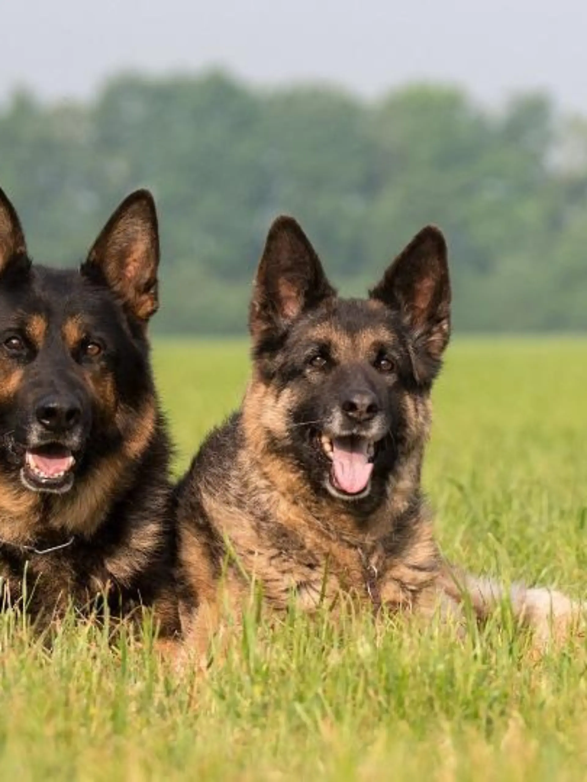 deutscher schäferhund Bildverwendung nur mit Urhebervermerk: gebut/Shotshop/picture alliance. Keine Exlusivverkäufe möglich.