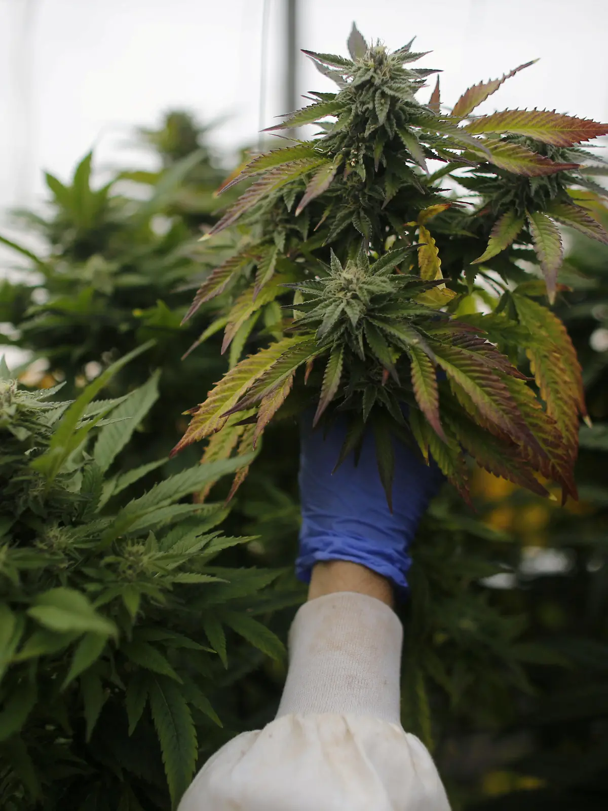 FILE PHOTO: An employee checks cannabis plants at a medical marijuana plantation in northern Israel March 21, 2017. REUTERS/Nir Elias/File Photo