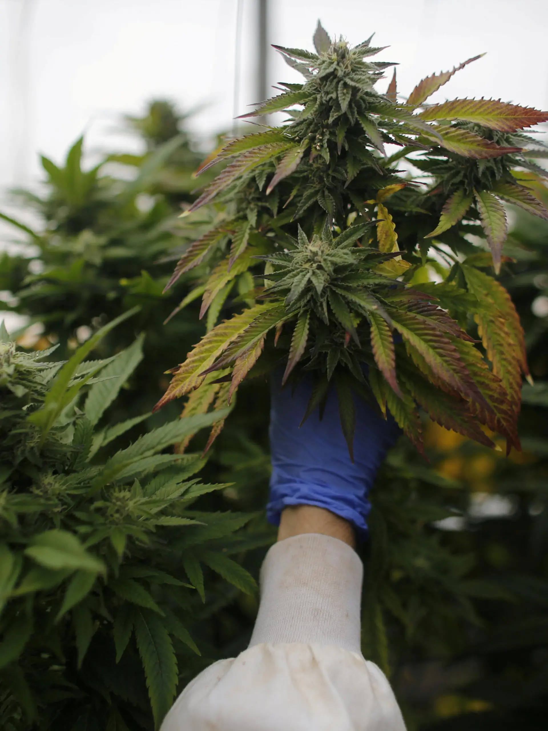FILE PHOTO: An employee checks cannabis plants at a medical marijuana plantation in northern Israel March 21, 2017. REUTERS/Nir Elias/File Photo