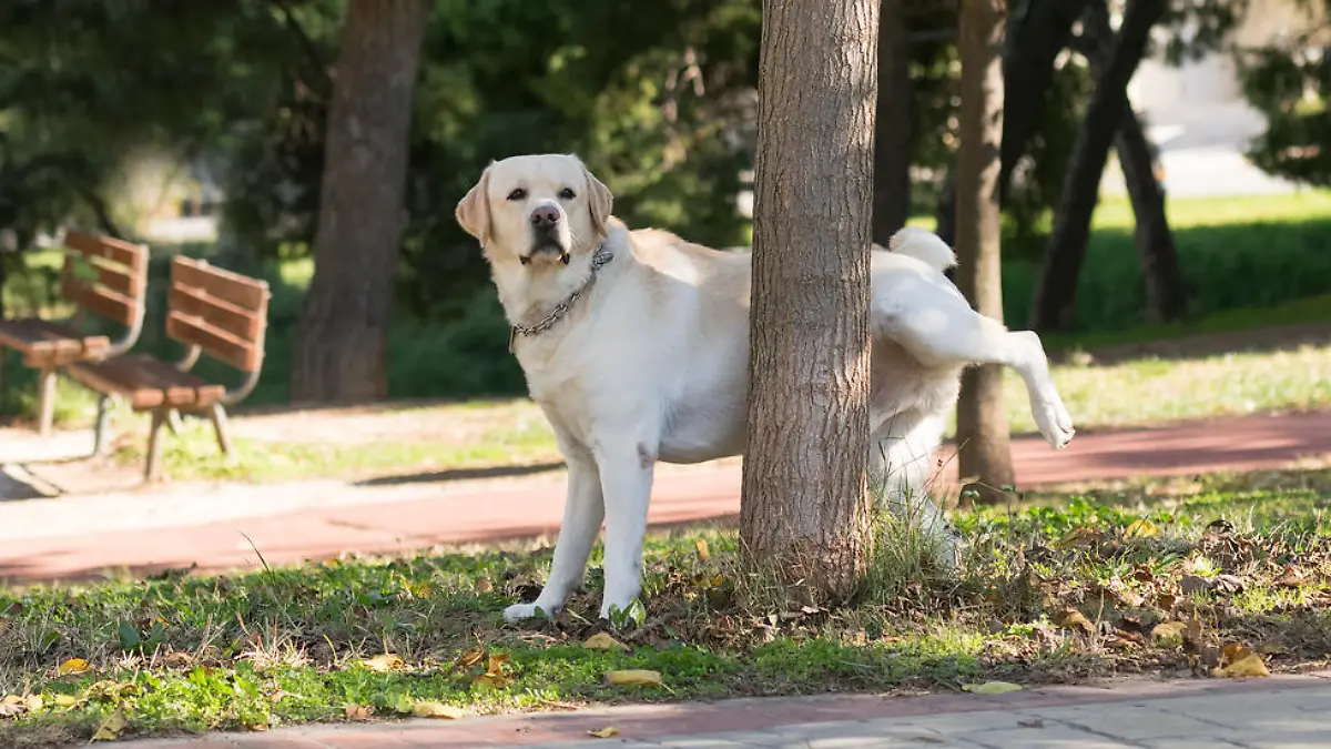 Hund pinkelt an Baum