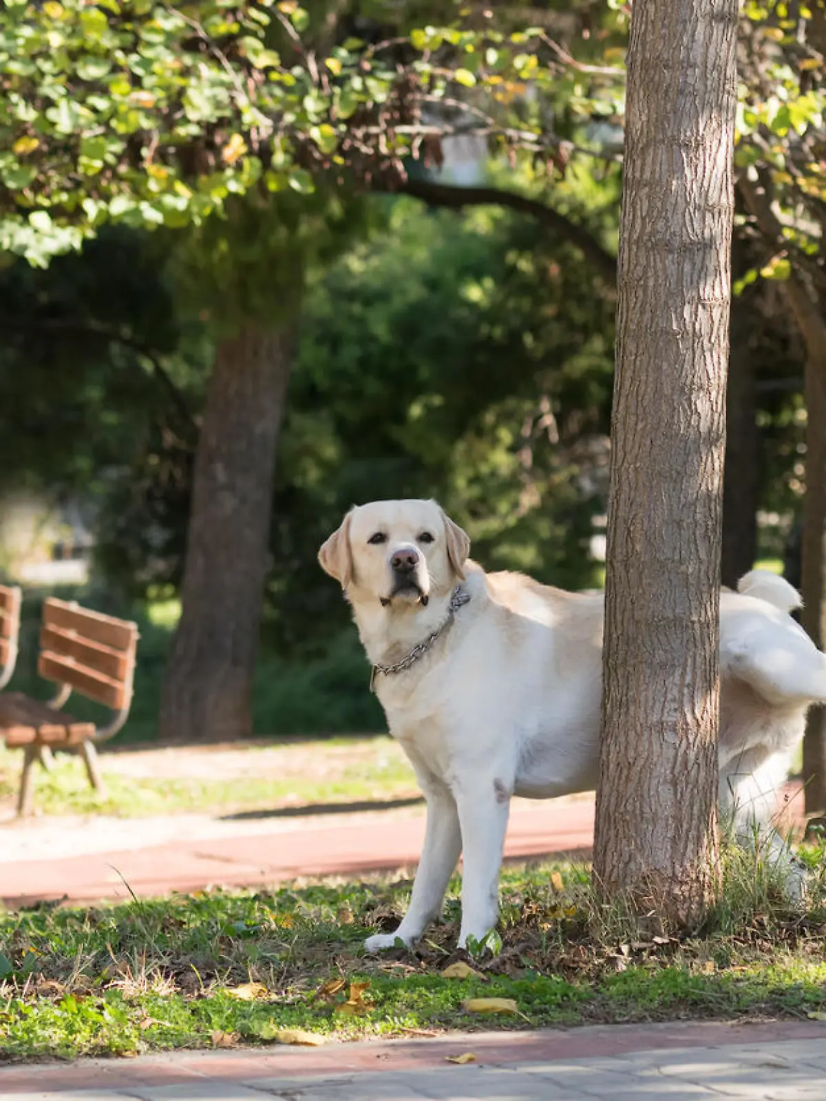 Hund pinkelt an Baum