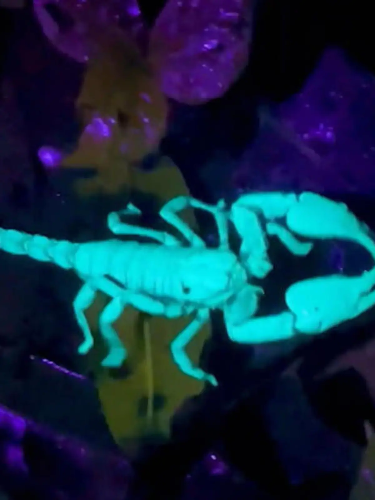 Ein leuchtender Skorpion?! Das ist tatsächlich kein Video-Effekt, sondern ein Naturschauspiel der besonderen Art.Was Sie hier sehen, nennt sich Fluoreszenz - ein Phänomen, bei dem Moleküle im Körper des Skorpions durch Lichteinstrahlung angeregt werden.