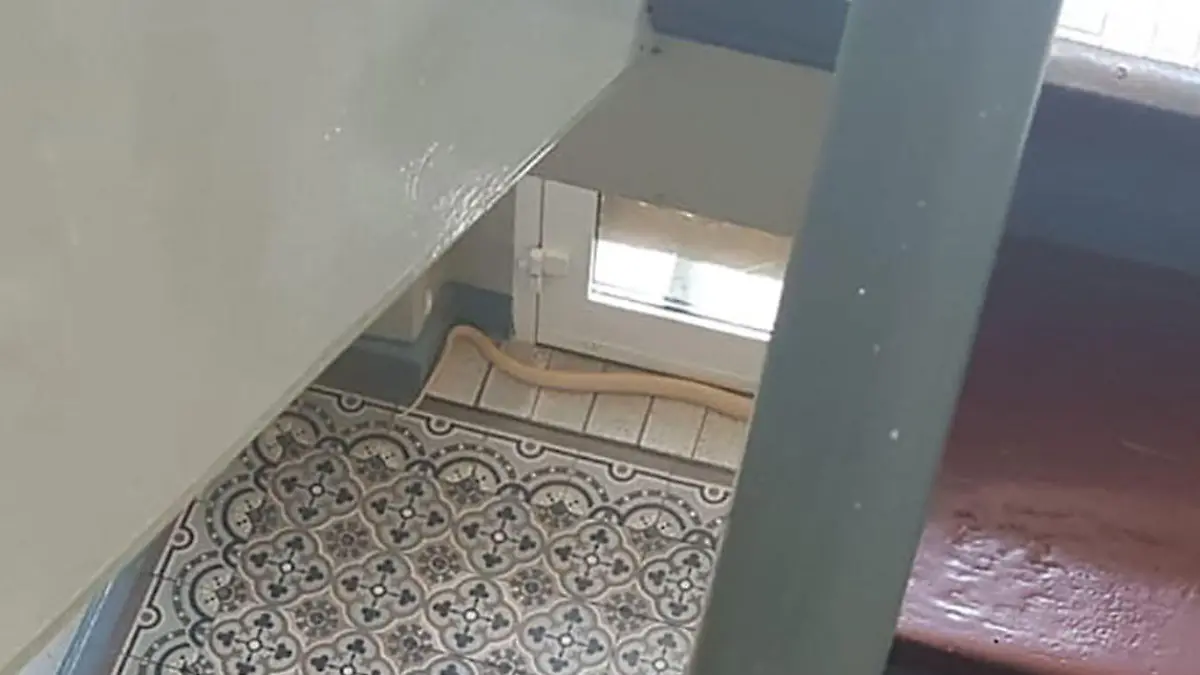 28.08.2019, Nordrhein-Westfalen, Herne: RECROP - Das Handyfoto vom 25. August, das am 28.08.2019 von Hausbewohner Collin Bleck zur Verfügung gestellt wurde, zeigt die entwichende Monokelkobra (oben) gegen 13.10 Uhr im Treppenhaus. Bei der Suche nach der Giftschlange in evakuierten Mehrfamilienhäusern bekommt die Stadt Herne nun auch Unterstützung von der Feuerwehr Düsseldorf. (bestmögliche Qualität, Bildwiederholung mit Textergänzung) Foto: Collin Bleck/dpa - ACHTUNG: Nur zur redaktionellen Verwendung und nur mit vollständiger Nennung des vorstehenden Credits +++ dpa-Bildfunk +++