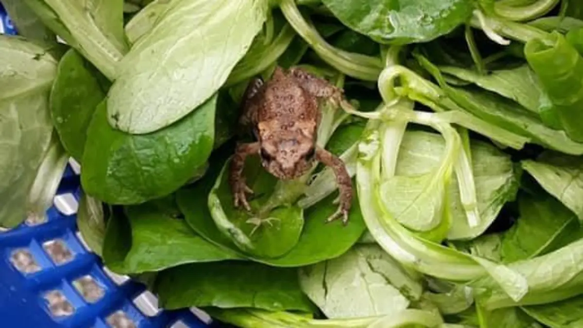 Frosch im Salat