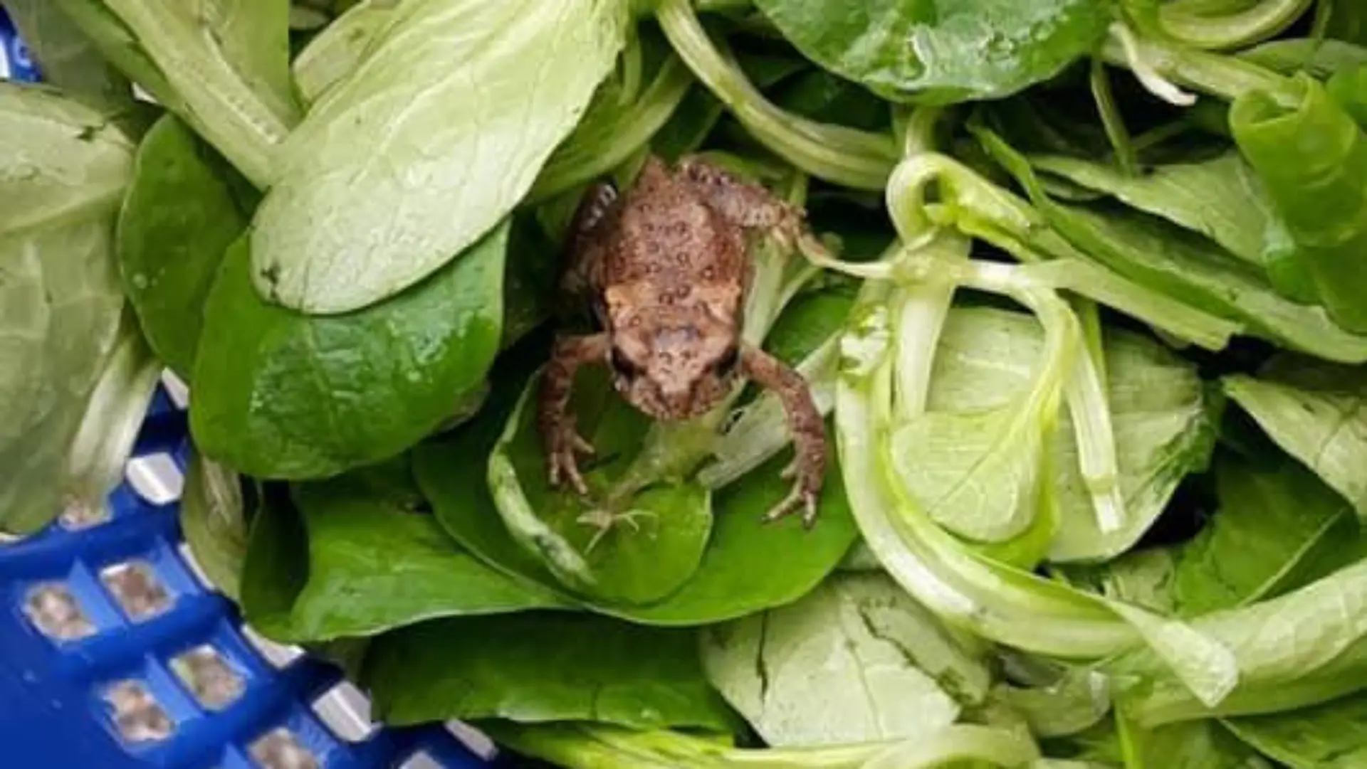 Frosch im Salat
