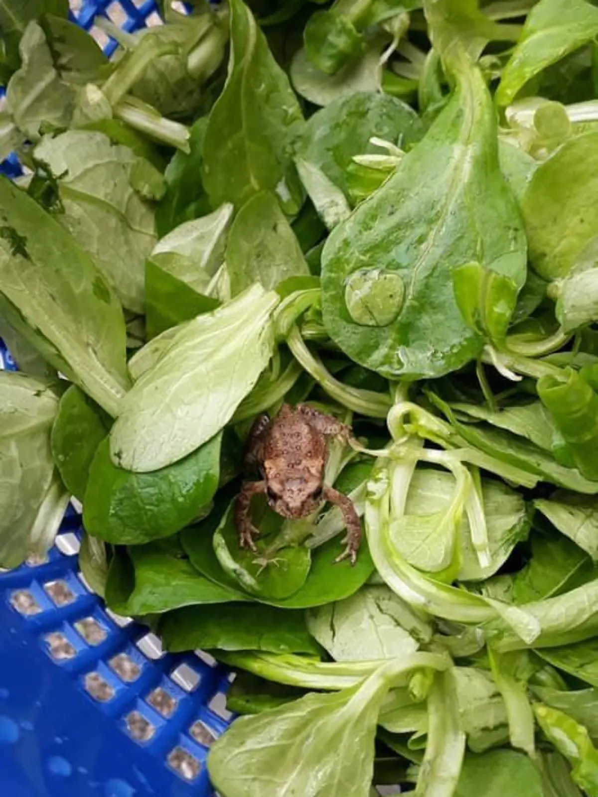 Frosch im Salat