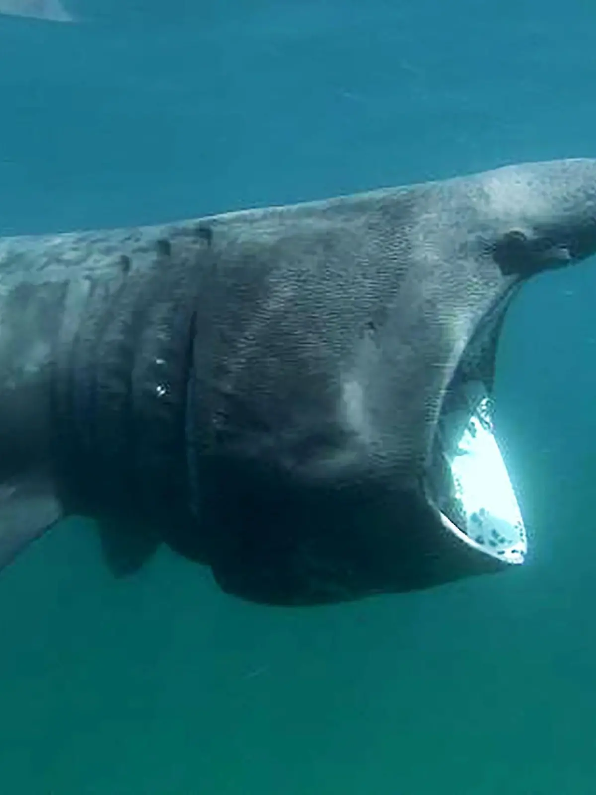 Mit weit geöffnetem Maul fängt ein Riesenhai Plankton in den Gewässern des Ärmelkanals. Der sanfte Riese zählt zu den größten Fischen der Ozeane.