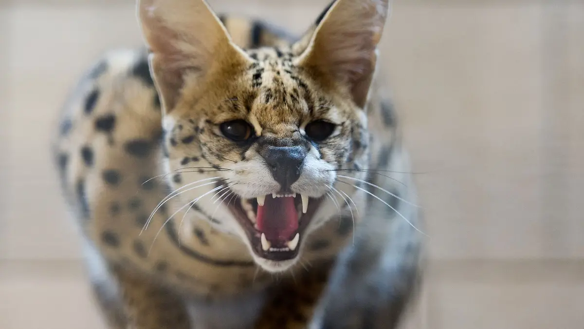 Im Landkreis Stormarn ist ein Serval entwichen. (Archivbild)