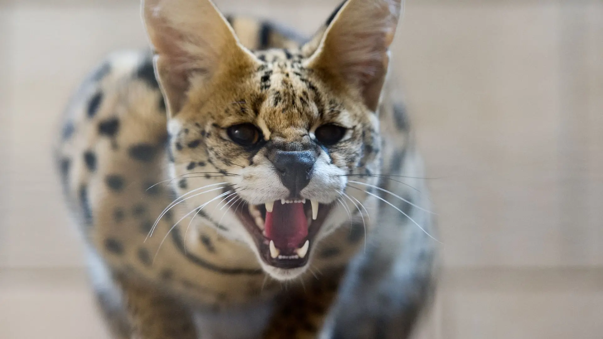 Im Landkreis Stormarn ist ein Serval entwichen. (Archivbild)
