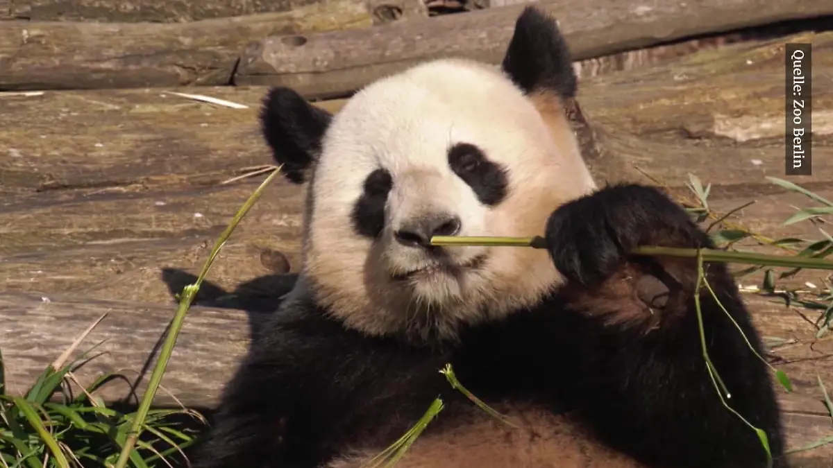 Meng Meng musste künstlich befruchtet werden Panda-Sex nicht erfolgreich