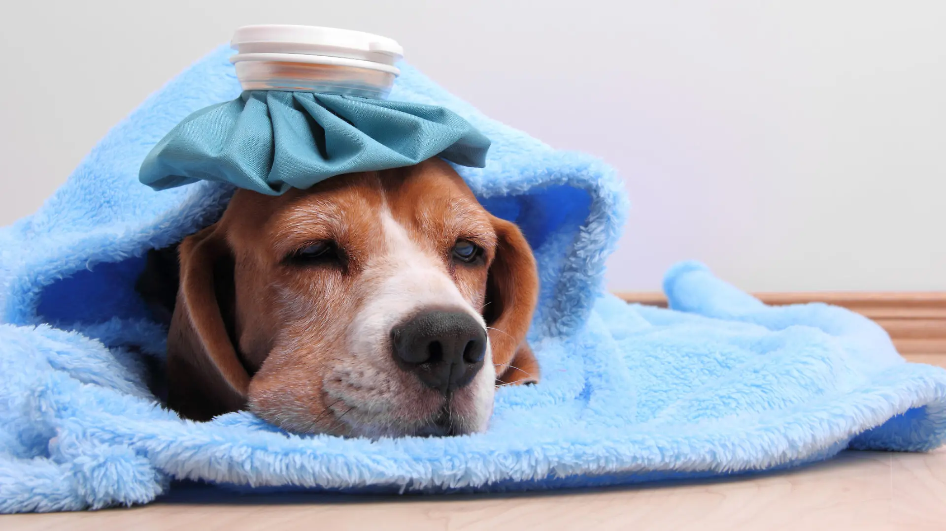 Kranker Hund