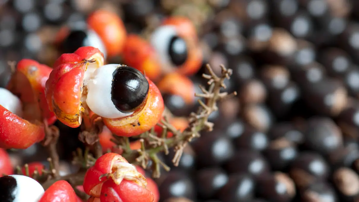 Guarana ist vor allem wegen des enthaltenen Koffeins beliebt