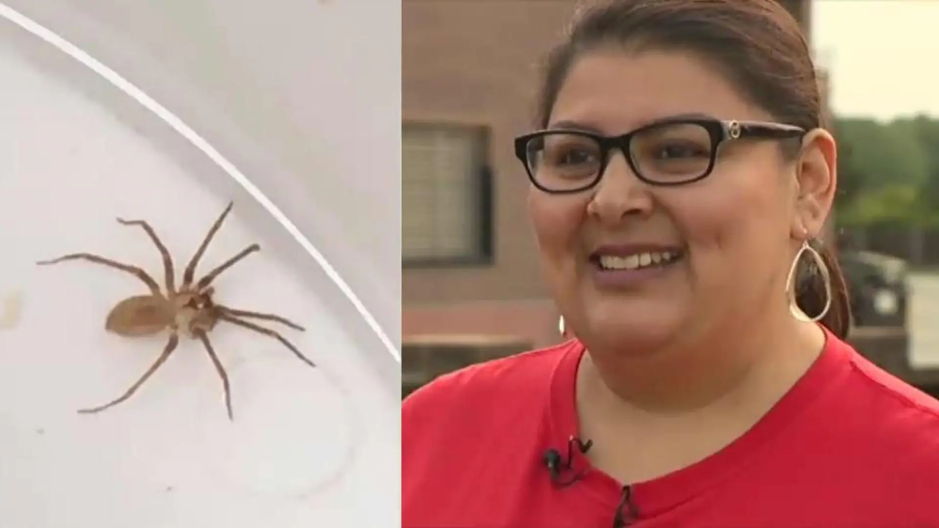 Susie Torres Spinne im Ohr
