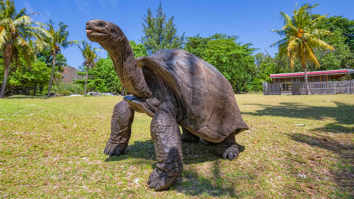 Riesenschildkröte