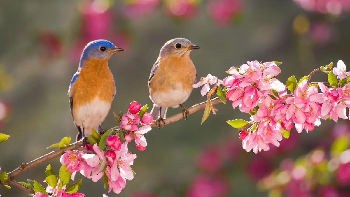 Eastern Bluebird Couple, male and female, perching on flowering spring branch
