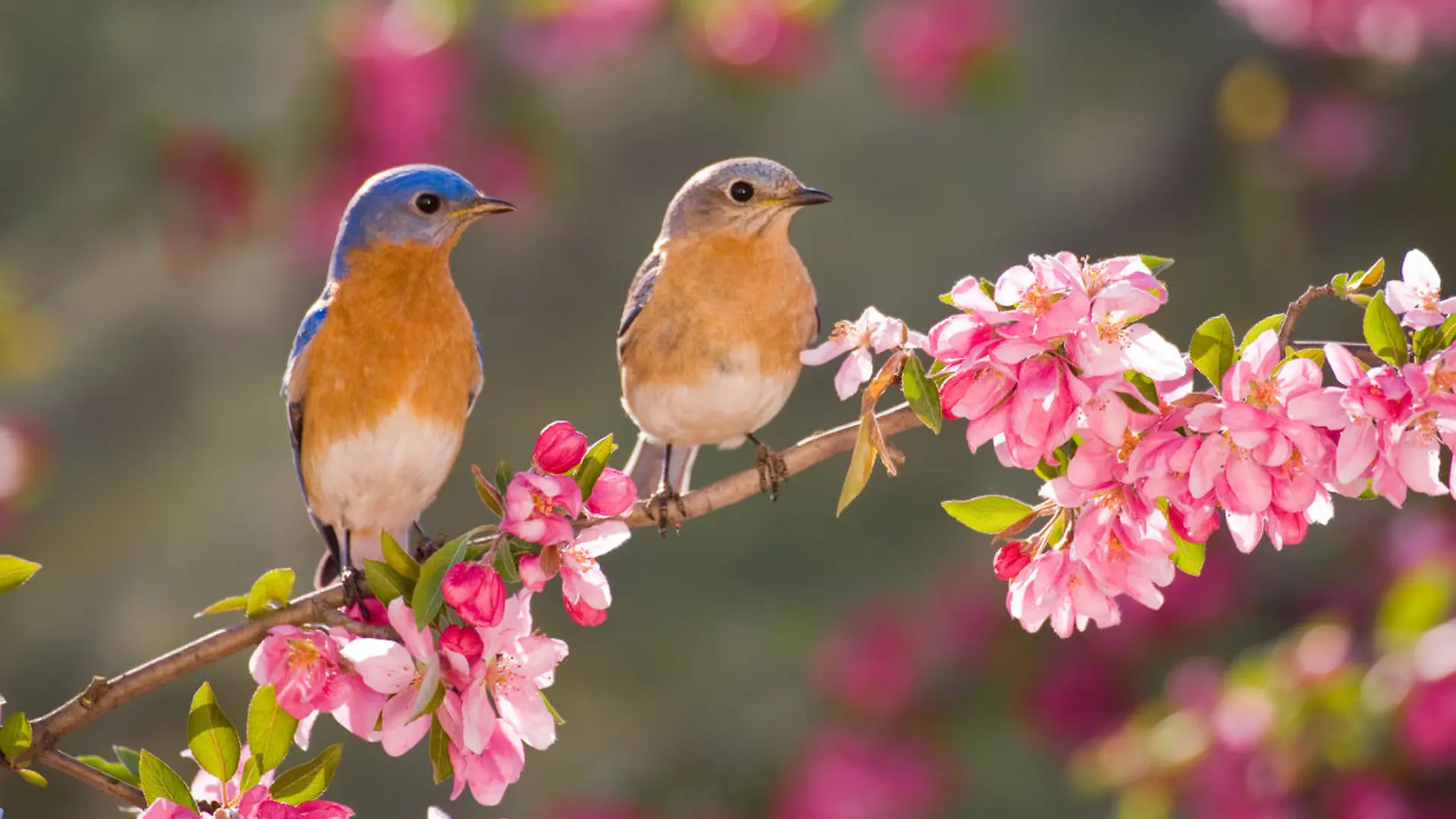 Eastern Bluebird Couple, male and female, perching on flowering spring branch