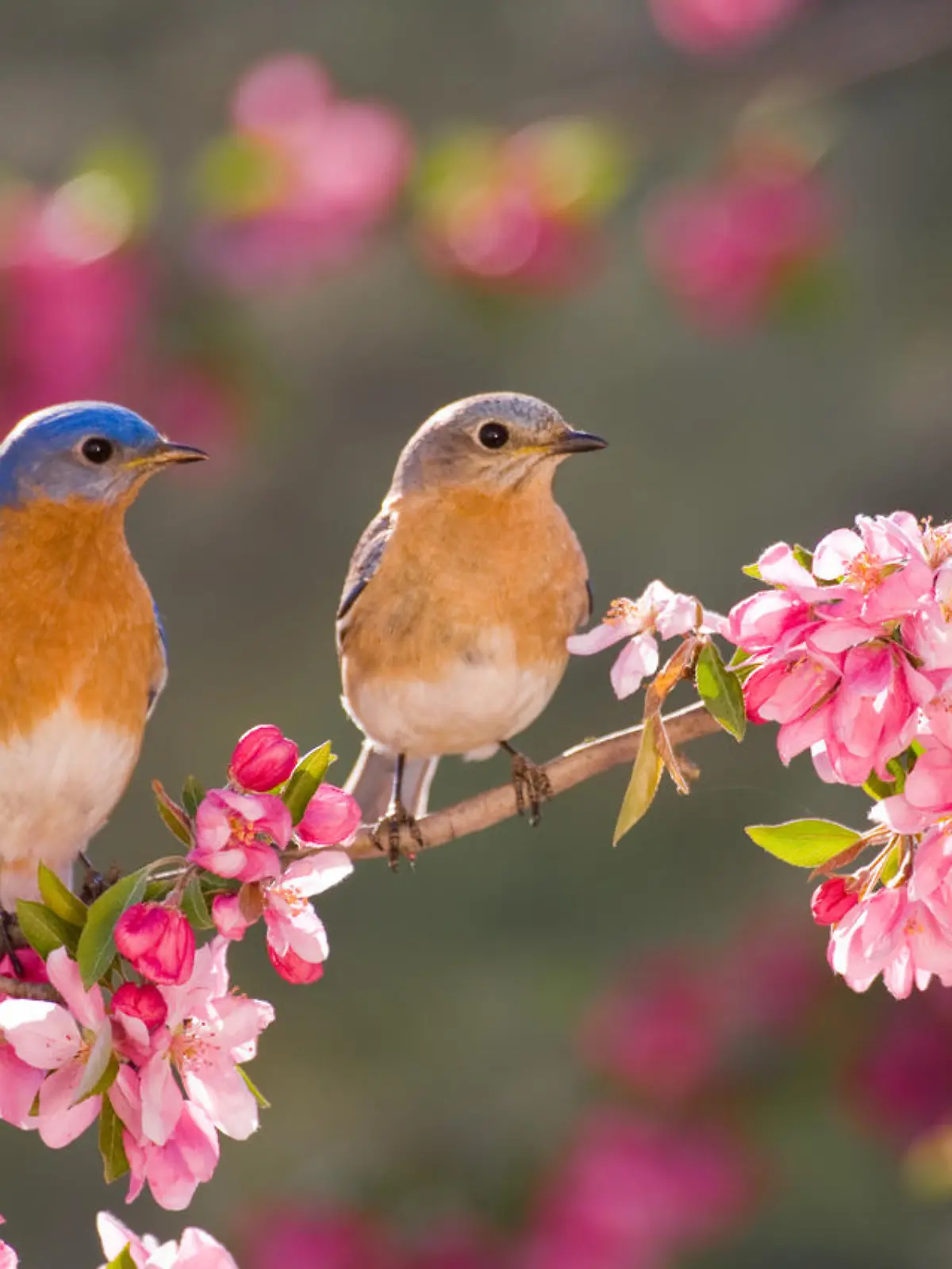 Eastern Bluebird Couple, male and female, perching on flowering spring branch