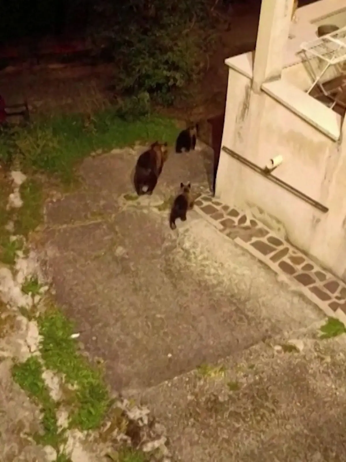 Die Bärenmama Amarena ist in dem kleinen italienischen Dorf San Sebastiano dei Marsi so etwas wie eine Berühmtheit. Desöfteren streift sie mit ihren Jungen durch die Straßen. Erst im Januar ist eines ihrer Kinder überfahren worden. Nun hat es die Mama selbst erwischt: Ein Anwohner hat sie offenbar aus Angst erschossen. Nun wird nach den verbleibenden beiden Jungtieren gesucht.