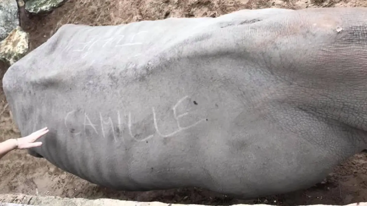 Ein Nashorn in einem Zoo in Frankreich wurde beschmiert Facebook/Royan News