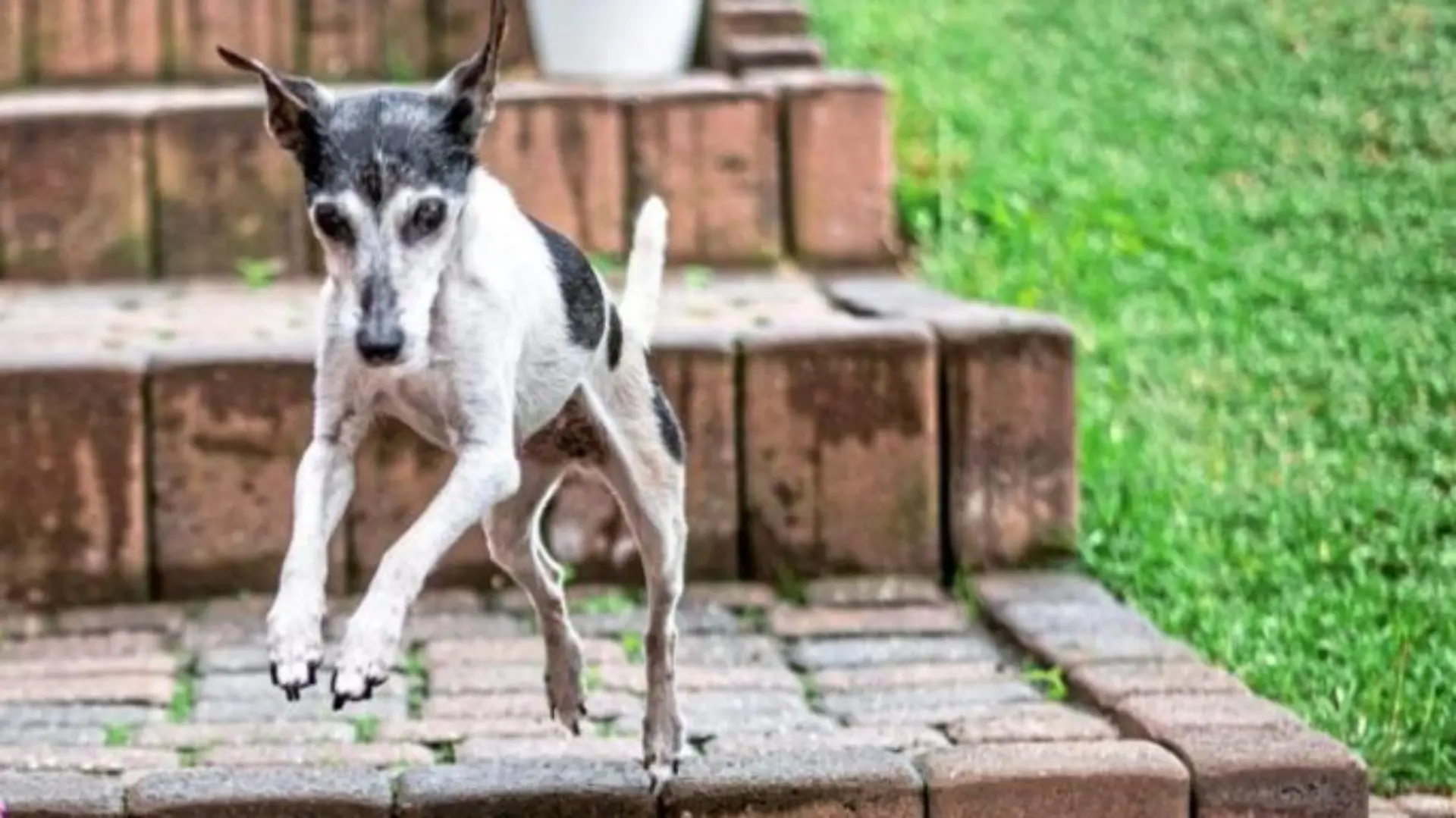 Terrier Betty