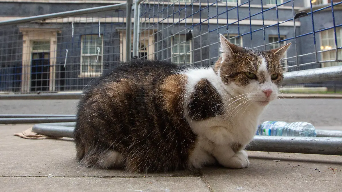 February 21, 2023, London, England, United Kingdom: UK Prime MinisterÃââ s officeÃââ s cat Larry is seen outside 10 Downing Street. London United Kingdom - ZUMAs262 20230221_zip_s262_127 Copyright: xTayfunxSalcix
