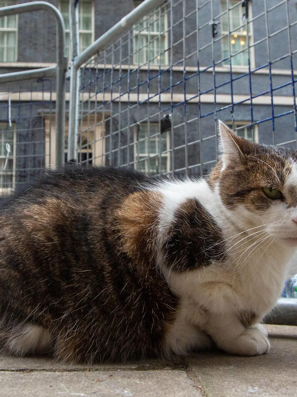 February 21, 2023, London, England, United Kingdom: UK Prime MinisterÃââ s officeÃââ s cat Larry is seen outside 10 Downing Street. London United Kingdom - ZUMAs262 20230221_zip_s262_127 Copyright: xTayfunxSalcix