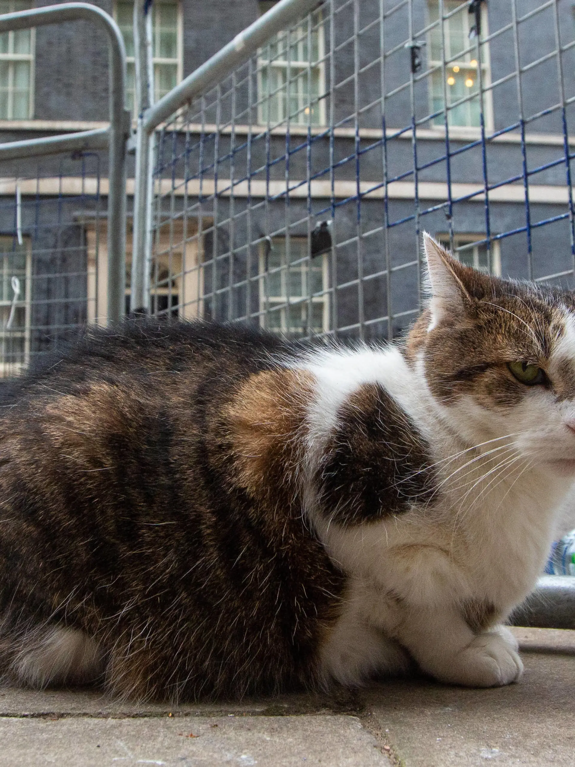 February 21, 2023, London, England, United Kingdom: UK Prime MinisterÃââ s officeÃââ s cat Larry is seen outside 10 Downing Street. London United Kingdom - ZUMAs262 20230221_zip_s262_127 Copyright: xTayfunxSalcix