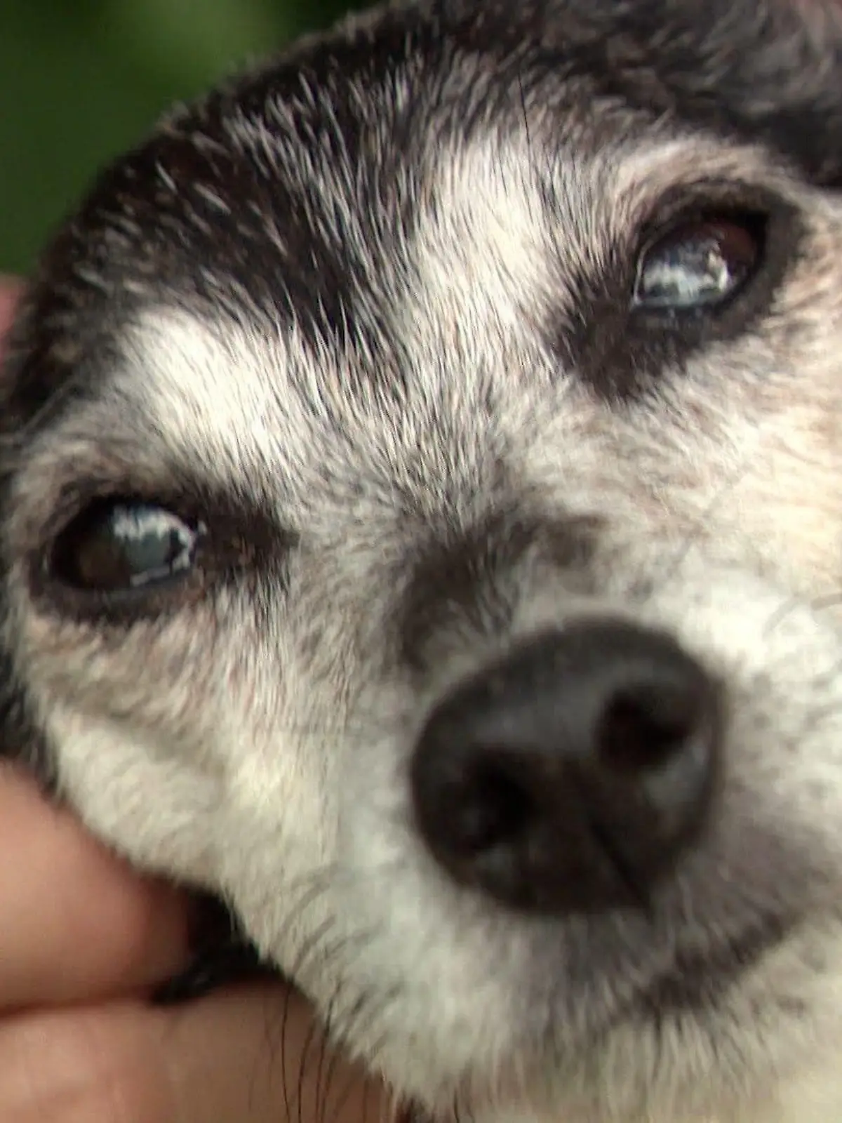 Terrier Betty