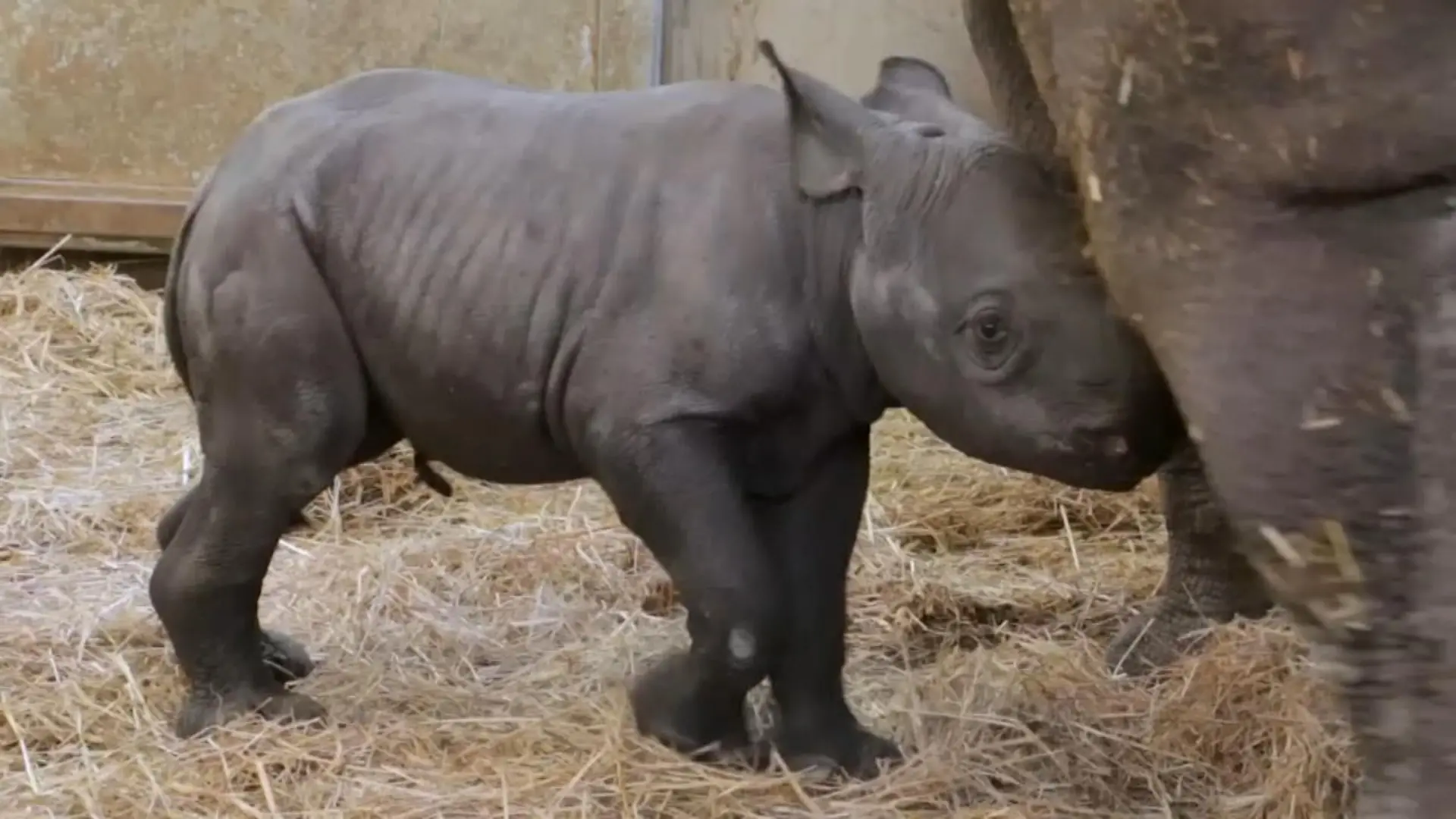 Nashorn-Baby im Zoo geboren Extrem süß und extrem selten