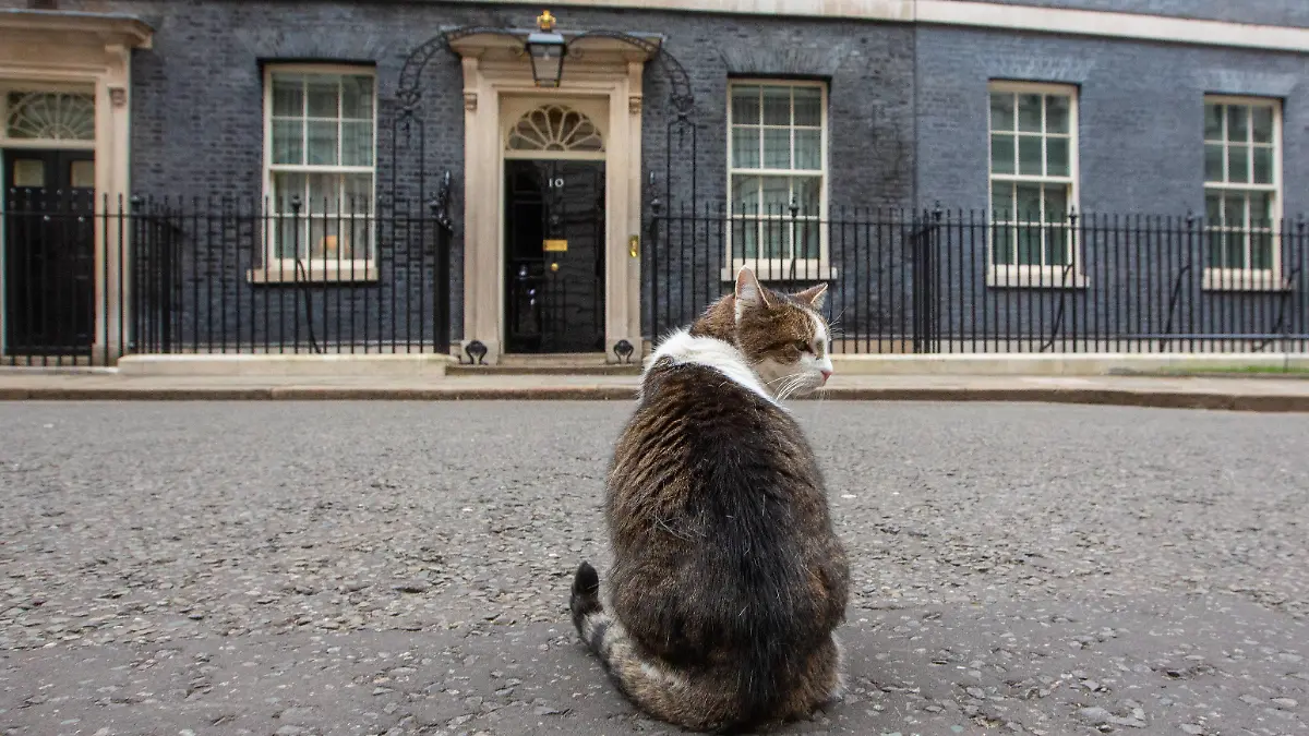 February 21, 2023, London, England, United Kingdom: UK Prime MinisterÃââ s officeÃââ s cat Larry is seen outside 10 Downing Street. London United Kingdom - ZUMAs262 20230221_zip_s262_128 Copyright: xTayfunxSalcix