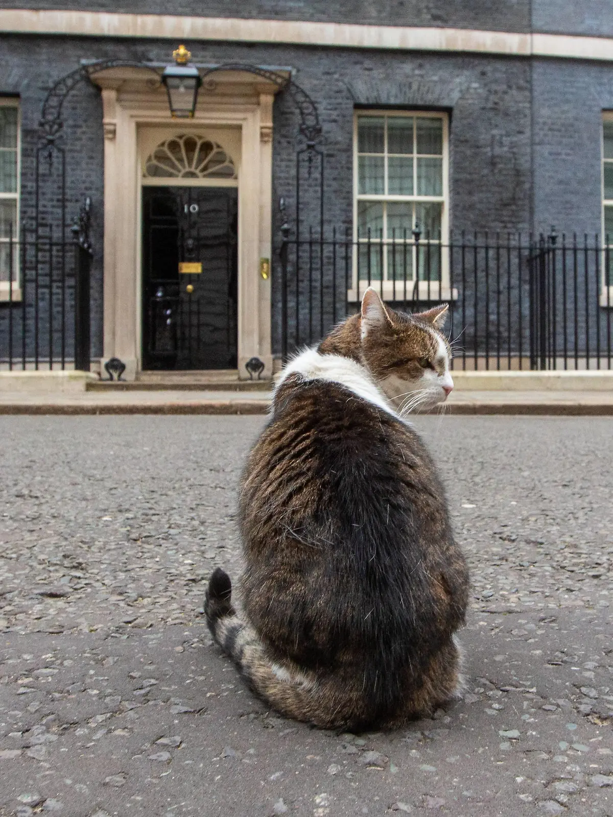 February 21, 2023, London, England, United Kingdom: UK Prime MinisterÃââ s officeÃââ s cat Larry is seen outside 10 Downing Street. London United Kingdom - ZUMAs262 20230221_zip_s262_128 Copyright: xTayfunxSalcix
