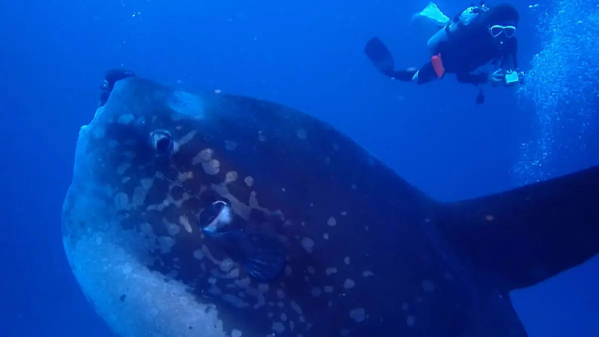 Taucher schwimmt mit Mondfisch Spektakuläre Aufnahmen