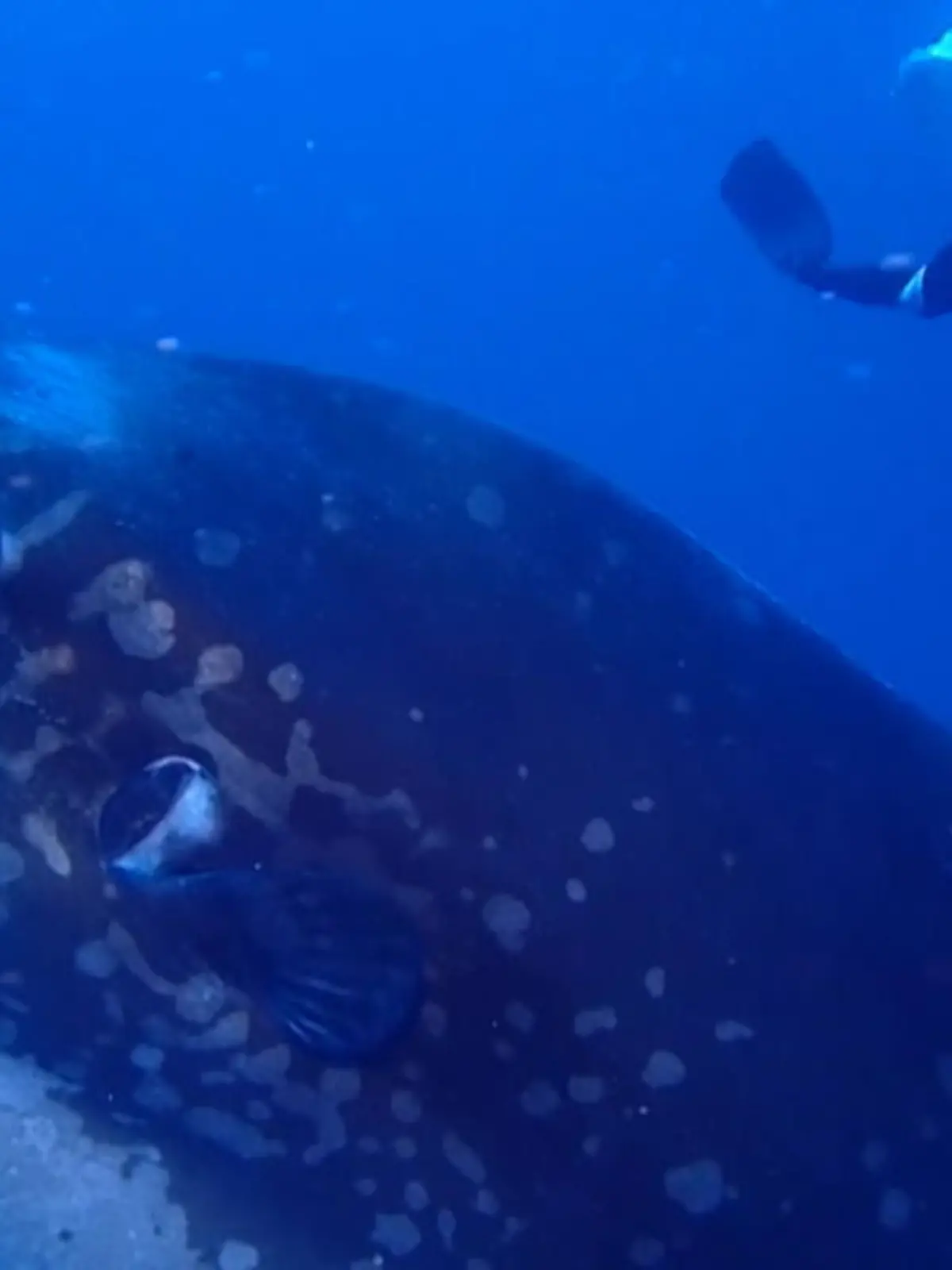 Bild zu: "Taucher schwimmt mit Mondfisch"